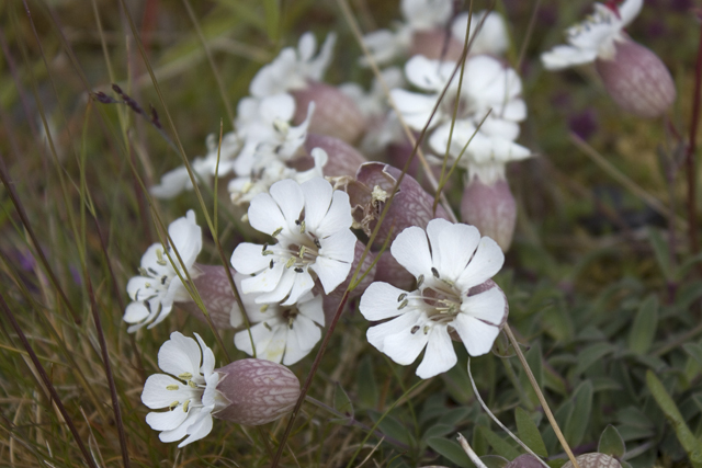 2011-06-27_11-24-27 island.jpg - Einbltiges Leimkraut (Silene uniflora)